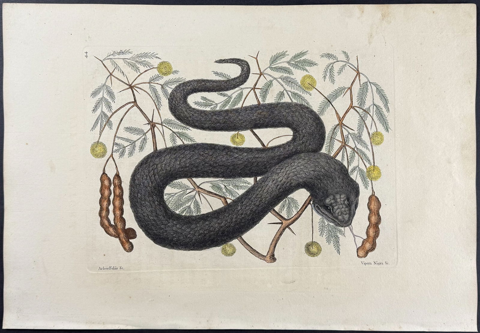 Catesby, First Ed - Black Viper or Water Moccasin with Bahaman Legume. 2-44: We are pleased to offer this folio engraving from Mark Catesby?s The Natural History of Carolina, Florida and the Bahama Islands: Containing the Figures of Birds, Beasts, Fishes, Serpents, Insects, an