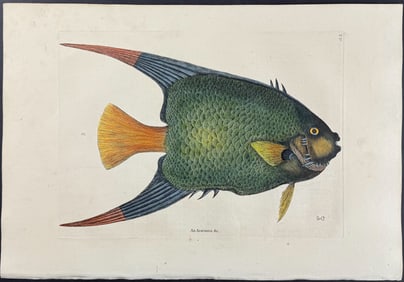 Catesby, First Ed - Angel Fish. 2-31