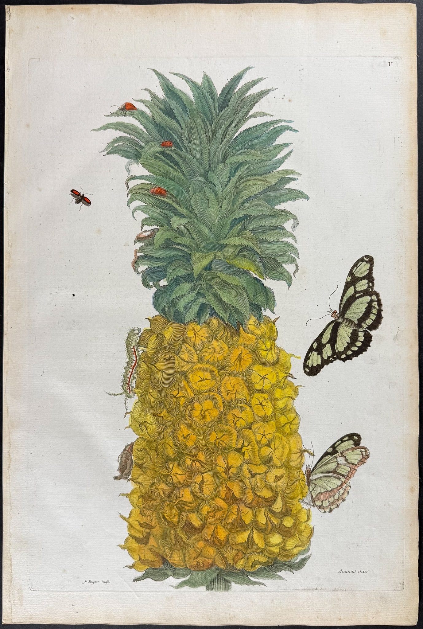 Merian, Folio - Pineapple with Dido Longwing Butterfly Metamorphosis & Insects. 2: This exquisite hand-colored folio engraving is from Maria Sibylla Merian's Histoire g?n?rale des insectes de Surinam et de toute l'Europe, contenant leurs descriptions, leurs fgures, leurs differenes