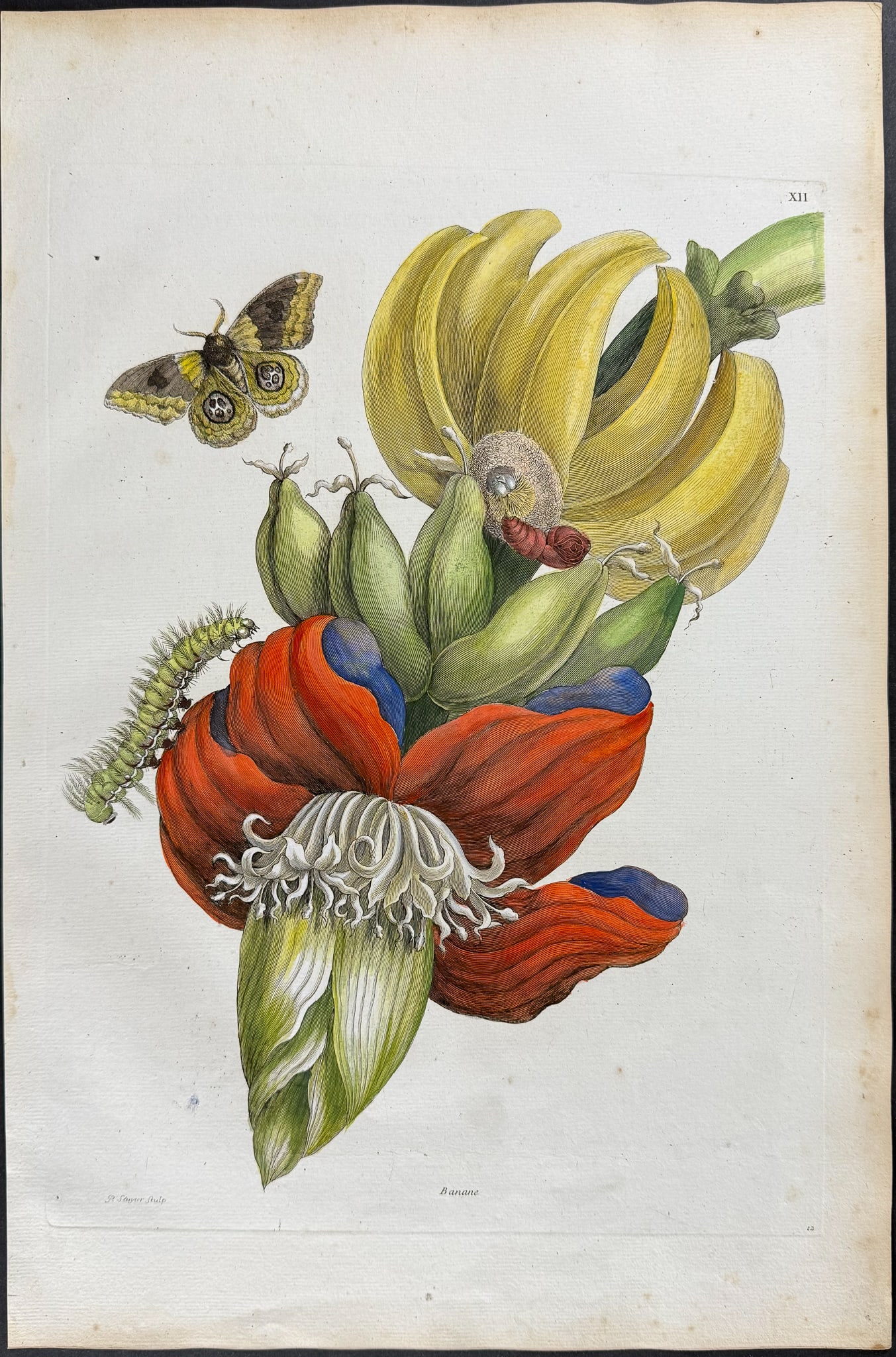 Merian, Folio - Banana with Bullseye Moth Metamorphosis. 12: This exquisite hand-colored folio engraving is from Maria Sibylla Merian's Histoire g?n?rale des insectes de Surinam et de toute l'Europe, contenant leurs descriptions, leurs fgures, leurs differenes