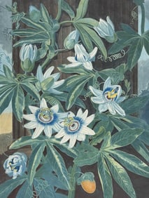 Thornton, Folio - The Blue Passion Flower