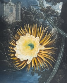 Thornton, Folio - The Night-Blowing Cereus (Cactus)