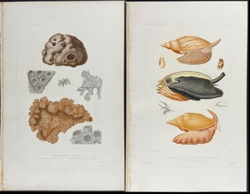 Dumont - 10 Sea Life Engravings (Shells, Snails, Coral or Sea Sponge)