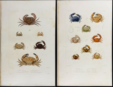 Dumont - 3 Crab Engravings