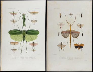 Dumont - 3 Locust or Insect Engravings
