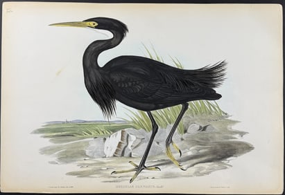 Gould, Australia - Sombre Egret (Herodias Pannosus)