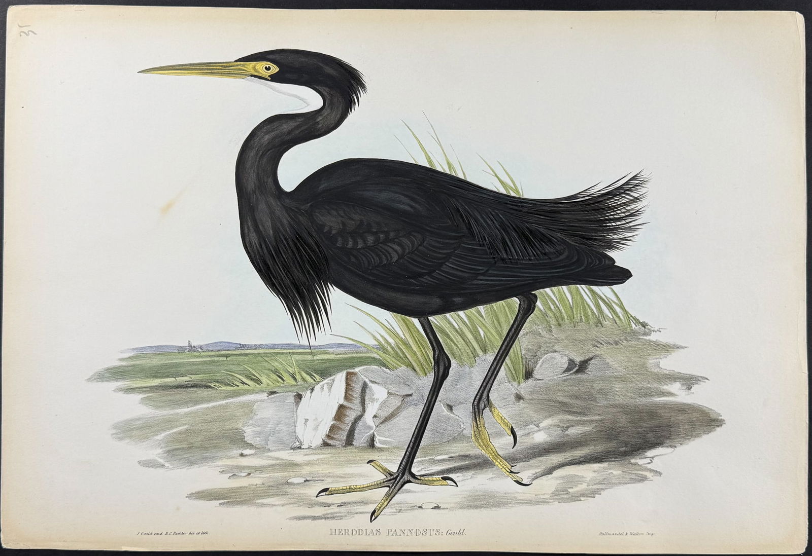 Gould, Australia - Sombre Egret (Herodias Pannosus) (1 of 1)