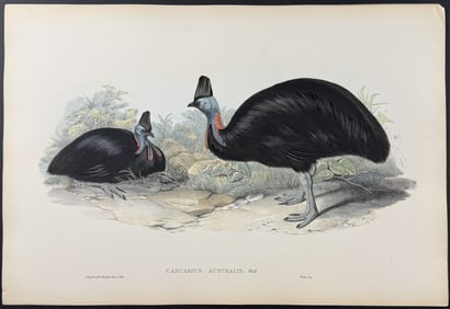Gould, Australia - Cassowary (Casuarius Australis)
