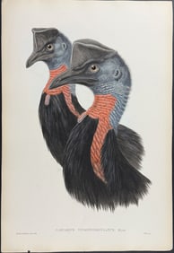 Gould, Australia - Cassowary (Casuarius Uniappendiculatus)
