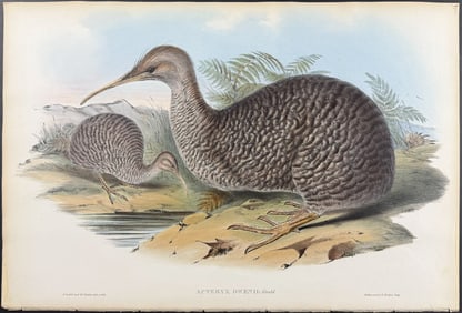 Gould, Australia - Kiwi (Apteryx Owenii)