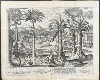 Linschoten - Palm Trees, Harvesting Coconuts