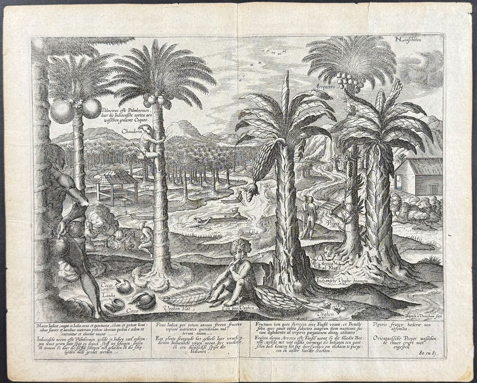 Linschoten - Palm Trees, Harvesting Coconuts (1 of 1)