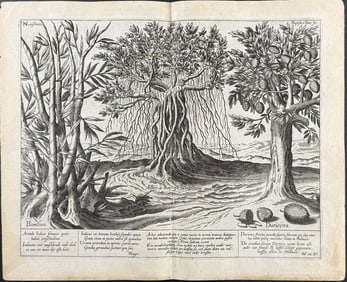 Linschoten - Bamboo, Durian Tree, Mangrove Tree