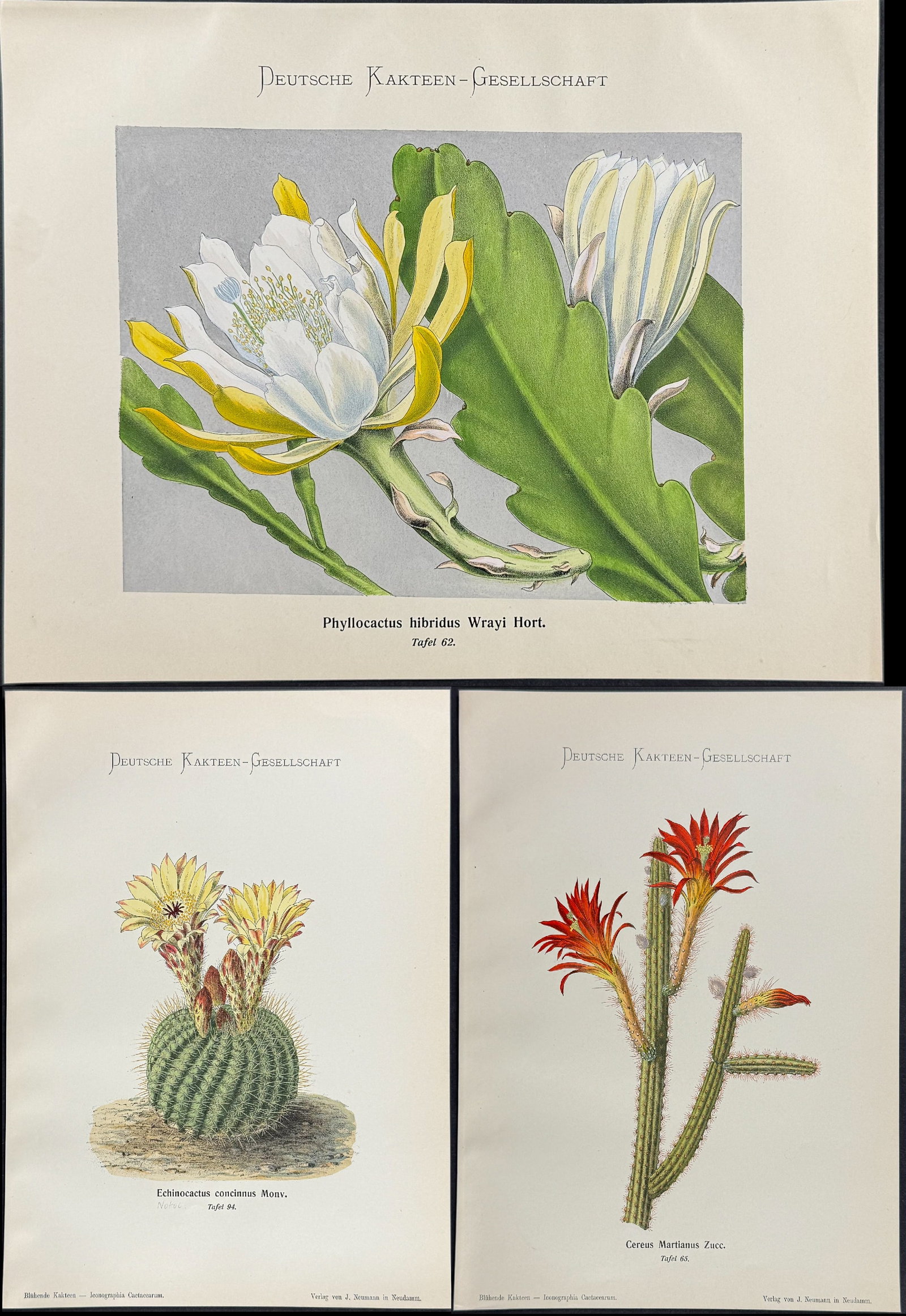 Schumann - 11 Cactus Prints (1 of 12)