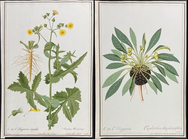 6 Original Botanical Watercolors after Nebl, Ledelmaier, Franz for Curtis, Jacquin (according to