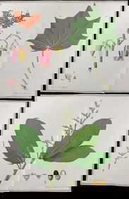 4 Original Botanical Watercolors after Ledel, Herz for Banks, Jacquin (according to Linnaeus system)