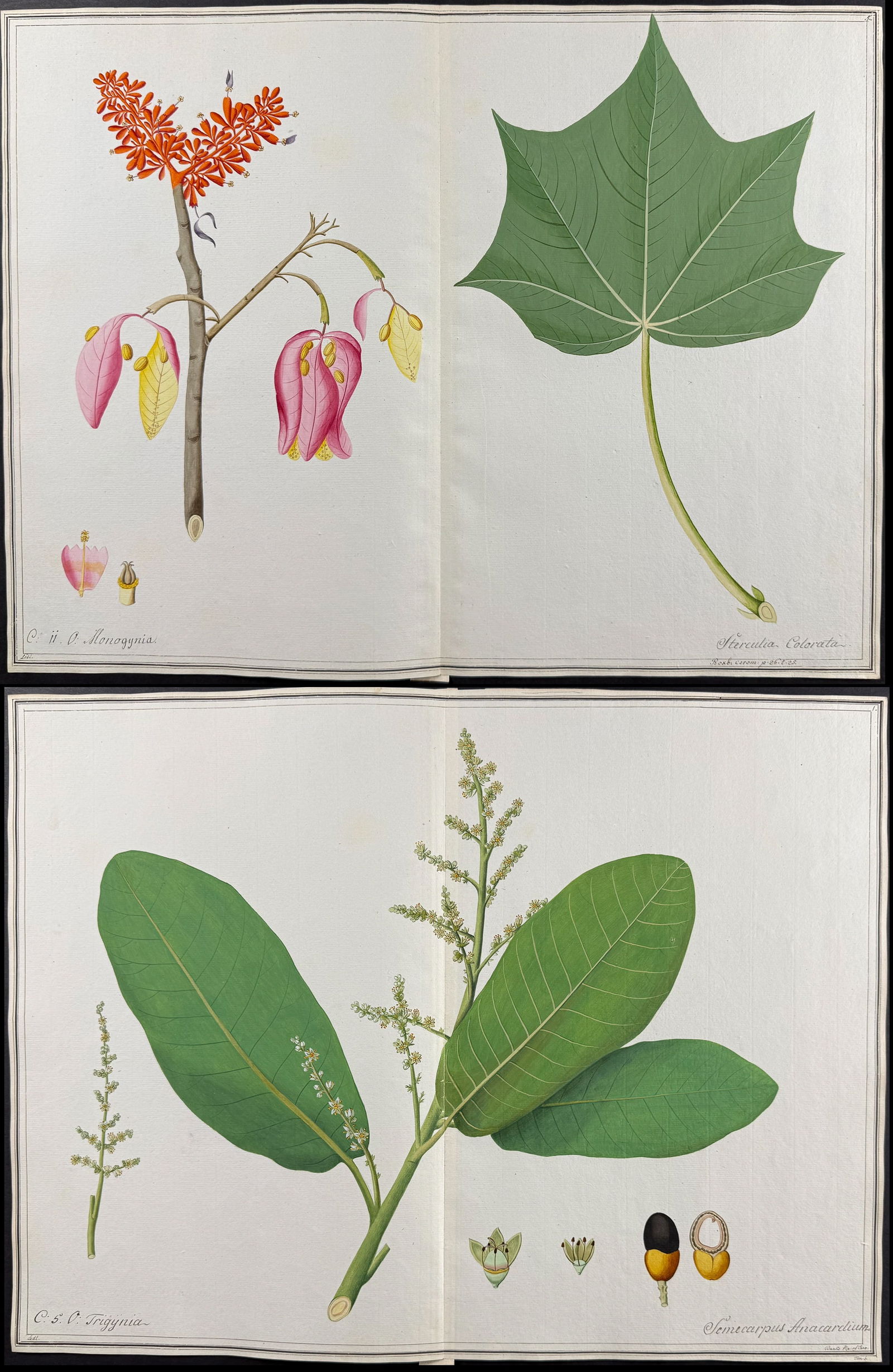 4 Original Botanical Watercolors after Ledel, Herz for Banks, Jacquin (according to Linnaeus system) (1 of 5)