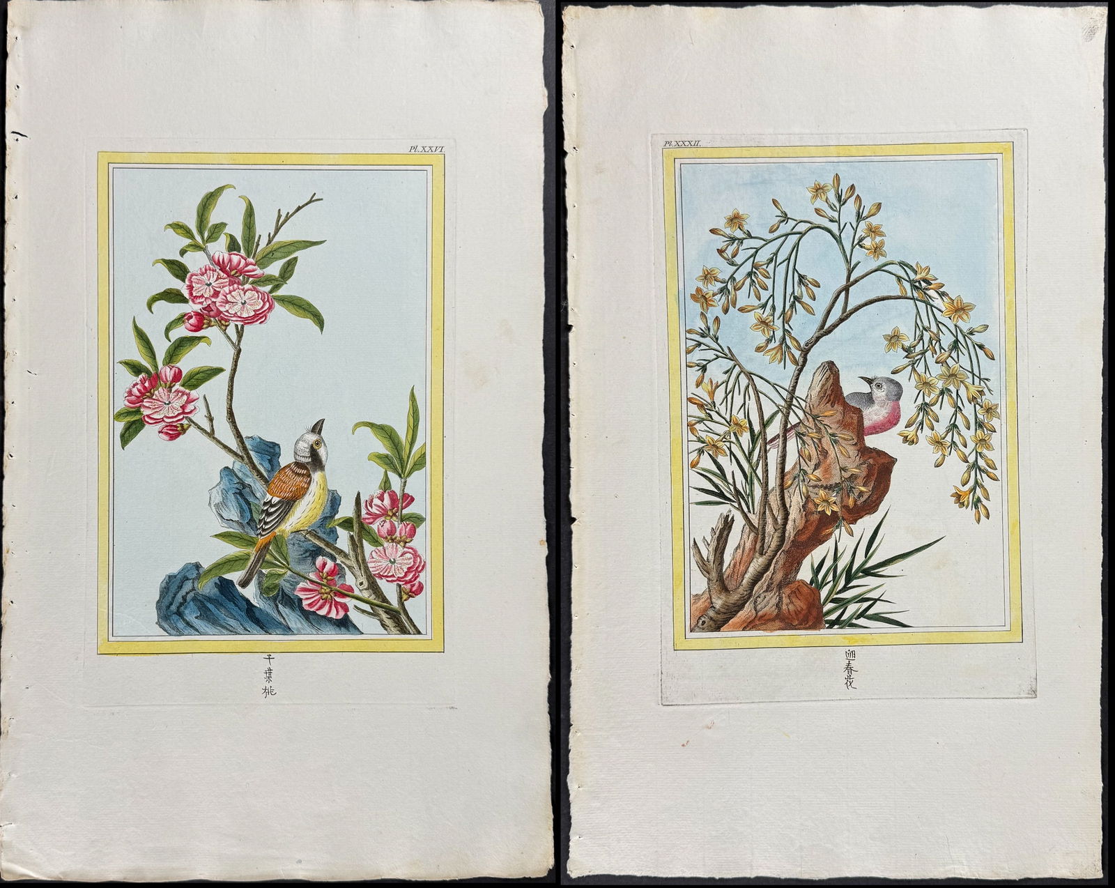 Buchoz - Pair of Bird & Botanical Engravings (1 of 3)