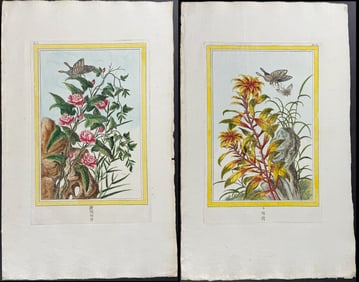 Buchoz - 4 Butterfly & Insect Engravings