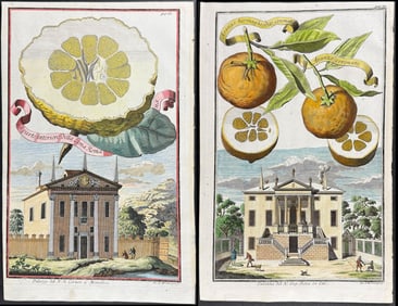 Volckamer - Pair of Citrus Engravings