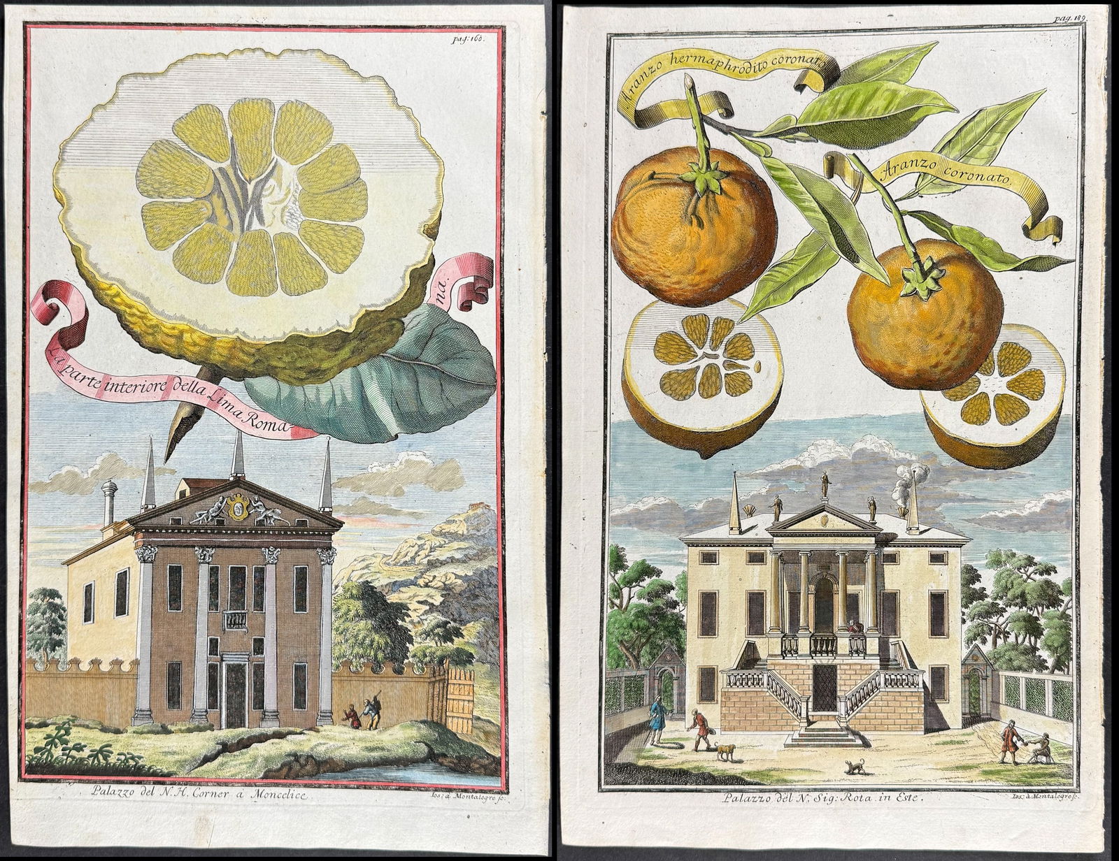 Volckamer - Pair of Citrus Engravings (1 of 3)