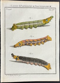 Roesel - Caterpillars. 15