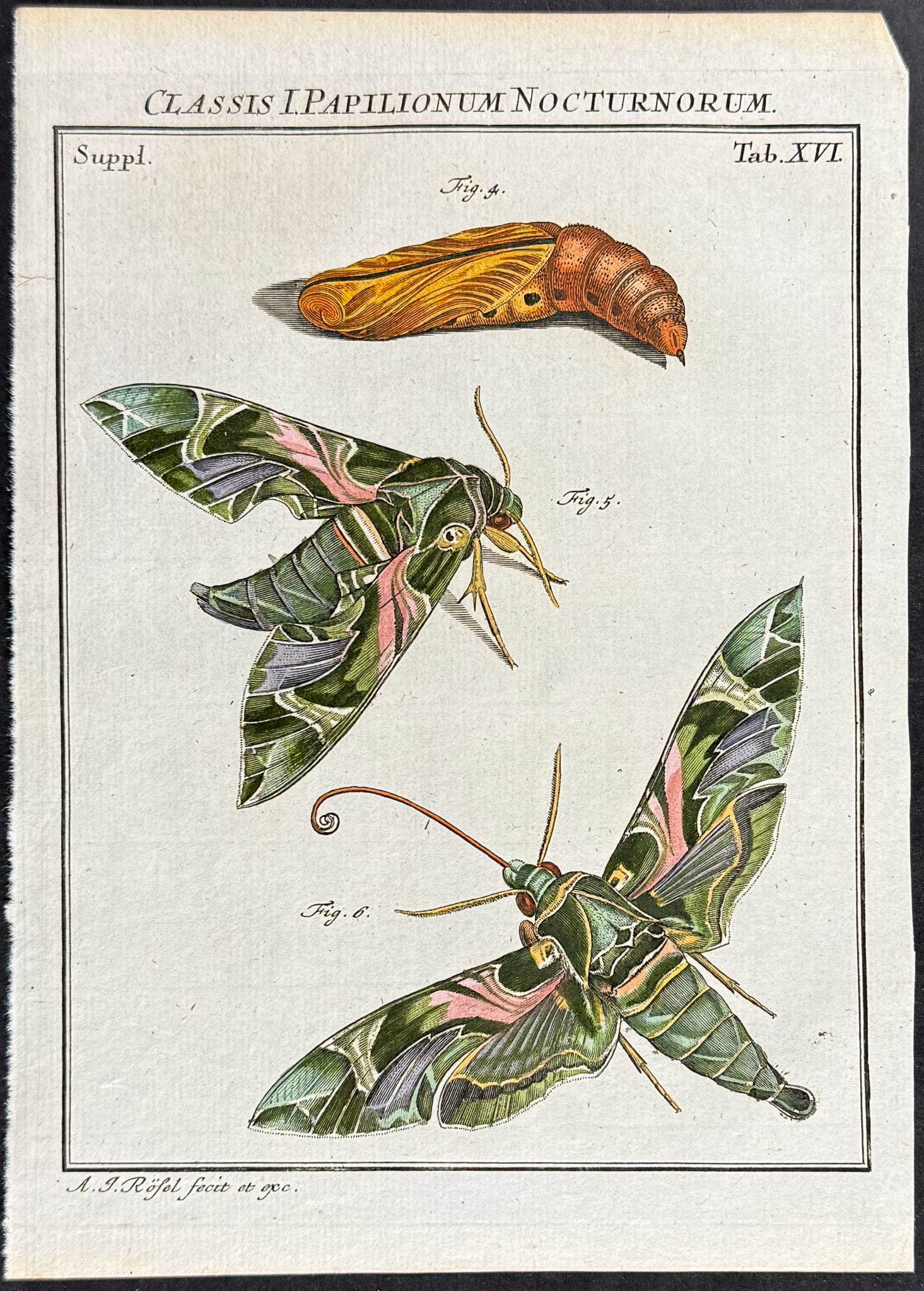 Roesel - Oleander Hawk-Moth. 16 (1 of 1)