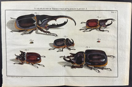 Roesel - Beetles. A