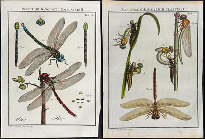 Roesel - Pair of Dragonfly Engravings