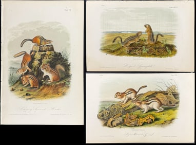 Audubon - 4 Squirrel Lithographs