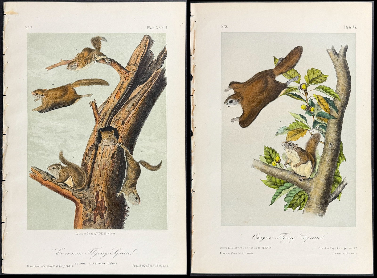 Audubon - Pair of Flying Squirrel Lithographs (1 of 3)