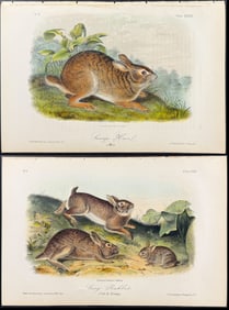 Audubon - 4 Hare or Rabbit Lithographs