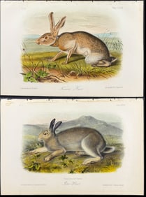 Audubon - Pair of Hare Lithographs