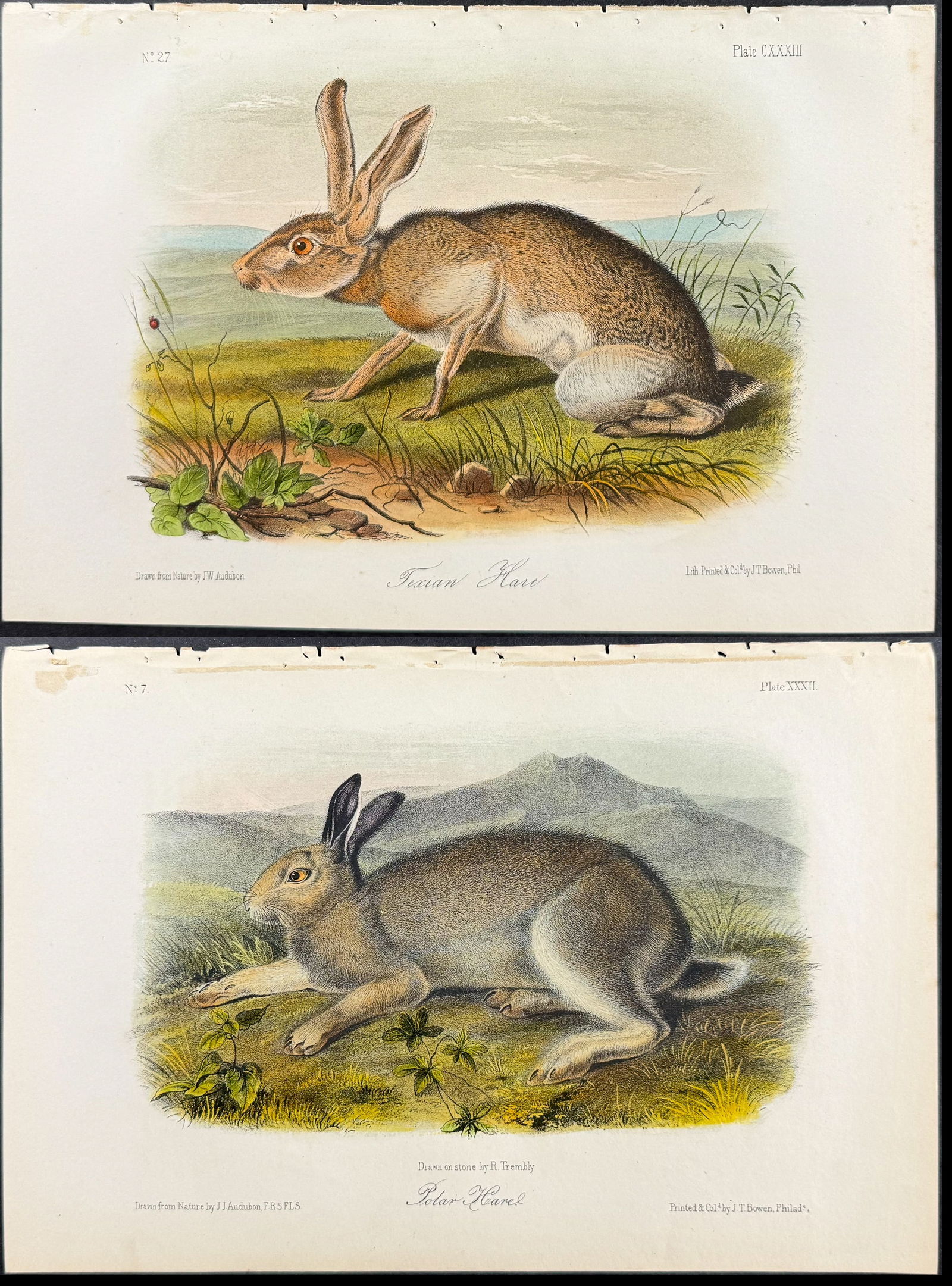 Audubon - Pair of Hare Lithographs (1 of 3)