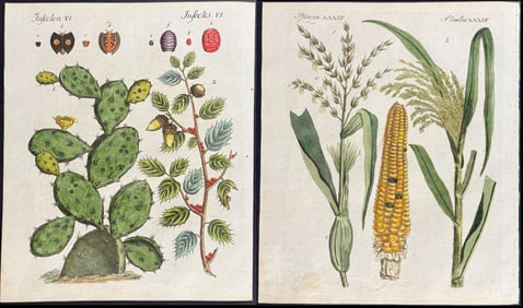 Bertuch - 10 Botanical Engravings (Cactus, Cashew, Corn, Wheat, Potato)