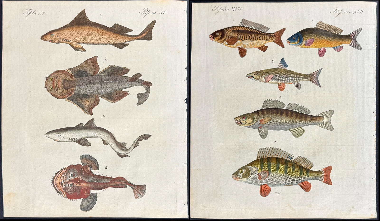 Bertuch - 7 Fish or Sea Life Engravings (Sharks, Ray) (1 of 8)