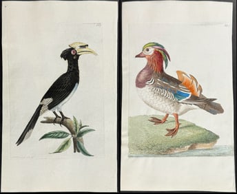 Shaw & Nodder, On Vellum - 5 Bird Engravings