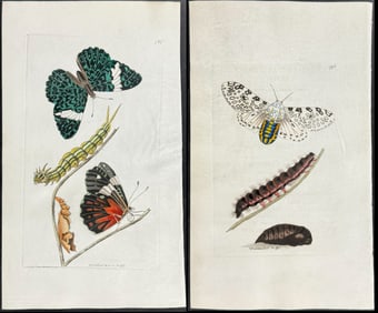 Shaw & Nodder, On Vellum - 6 Butterfly or Moth Engravings