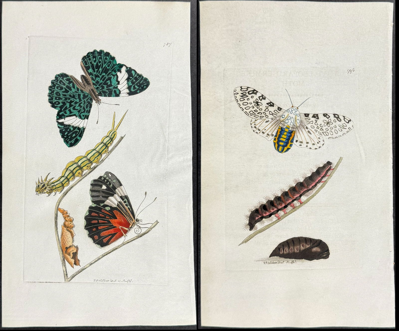 Shaw & Nodder, On Vellum - 6 Butterfly or Moth Engravings (1 of 7)