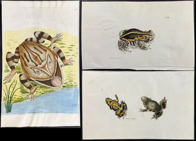 Shaw & Nodder, On Vellum - 3 Frog or Toad Engravings