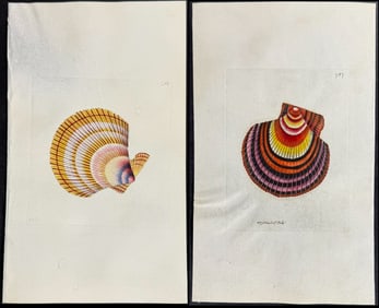 Shaw & Nodder, On Vellum - 4 Shell Engravings