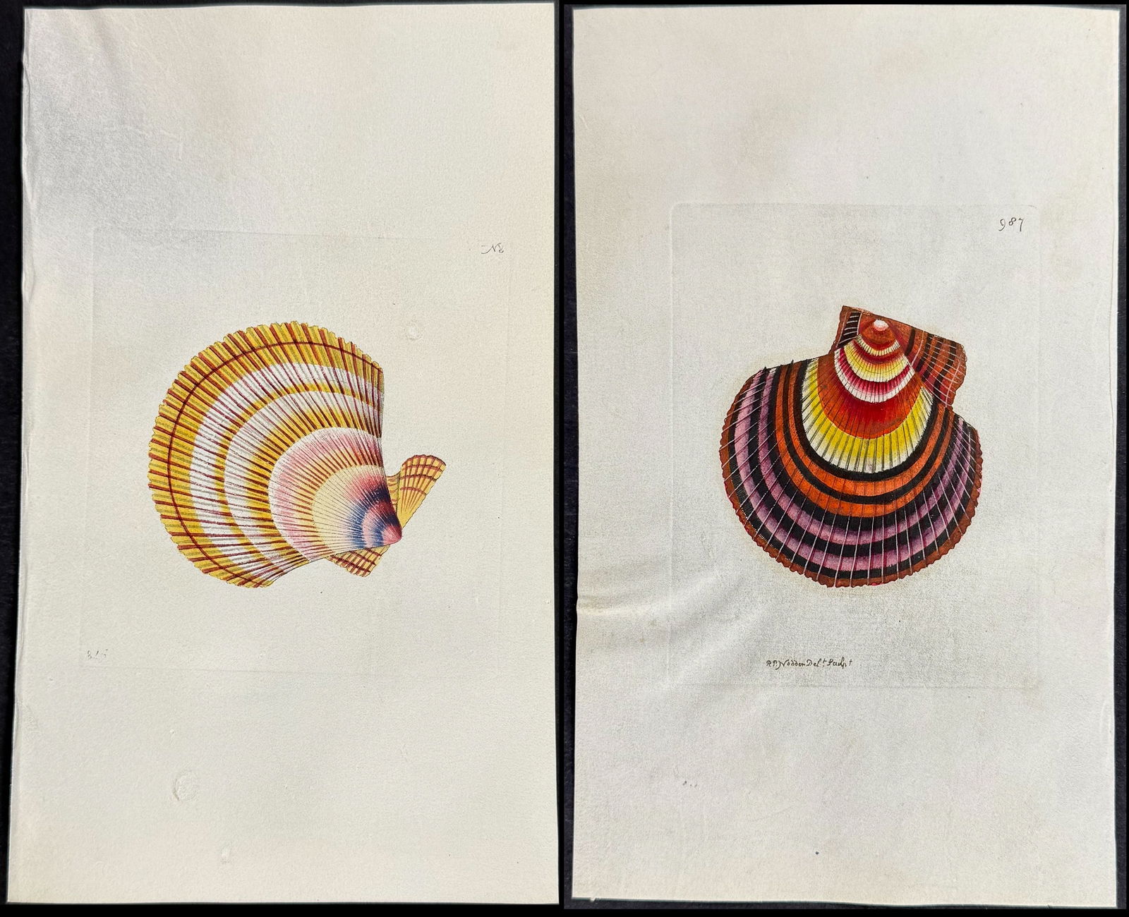 Shaw & Nodder, On Vellum - 4 Shell Engravings (1 of 5)