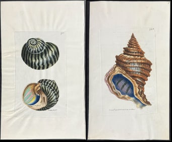 Shaw & Nodder, On Vellum - 4 Shell Engravings