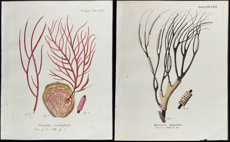 Esper - 7 Coral or Sea Life Engravings