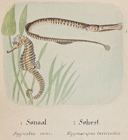 Original Watercolor of Seahorse & Pipefish
