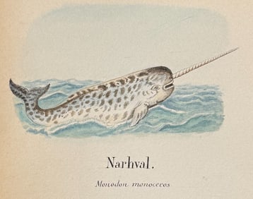 Original Watercolor of Narwhal Whale