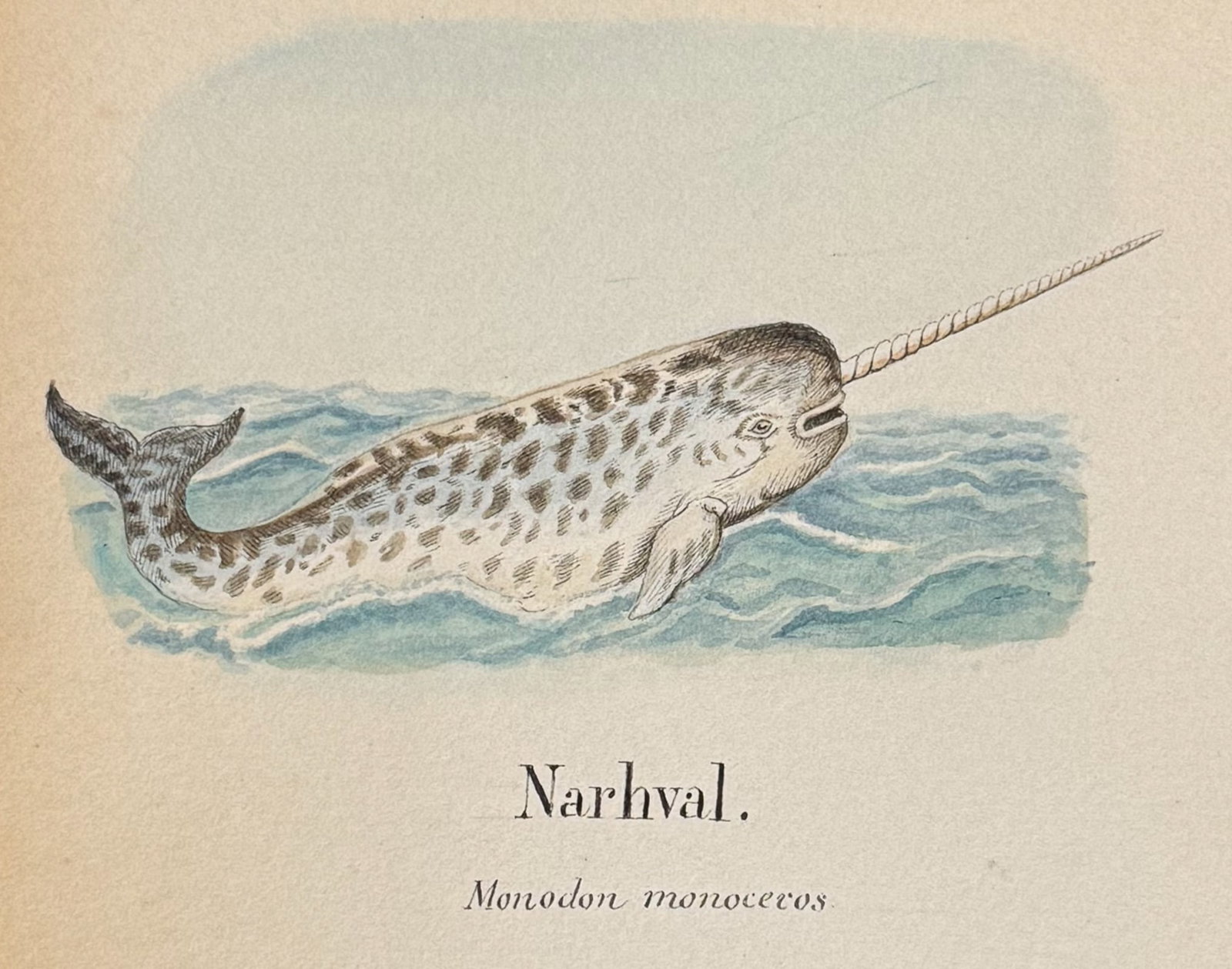 Original Watercolor of Narwhal Whale: This lovely original watercolor was done in Denmark between 1890 and 1893. The manuscript was authored and illustrated by by J. P. Nyborg. The watercolors were originally bound with hand-written title