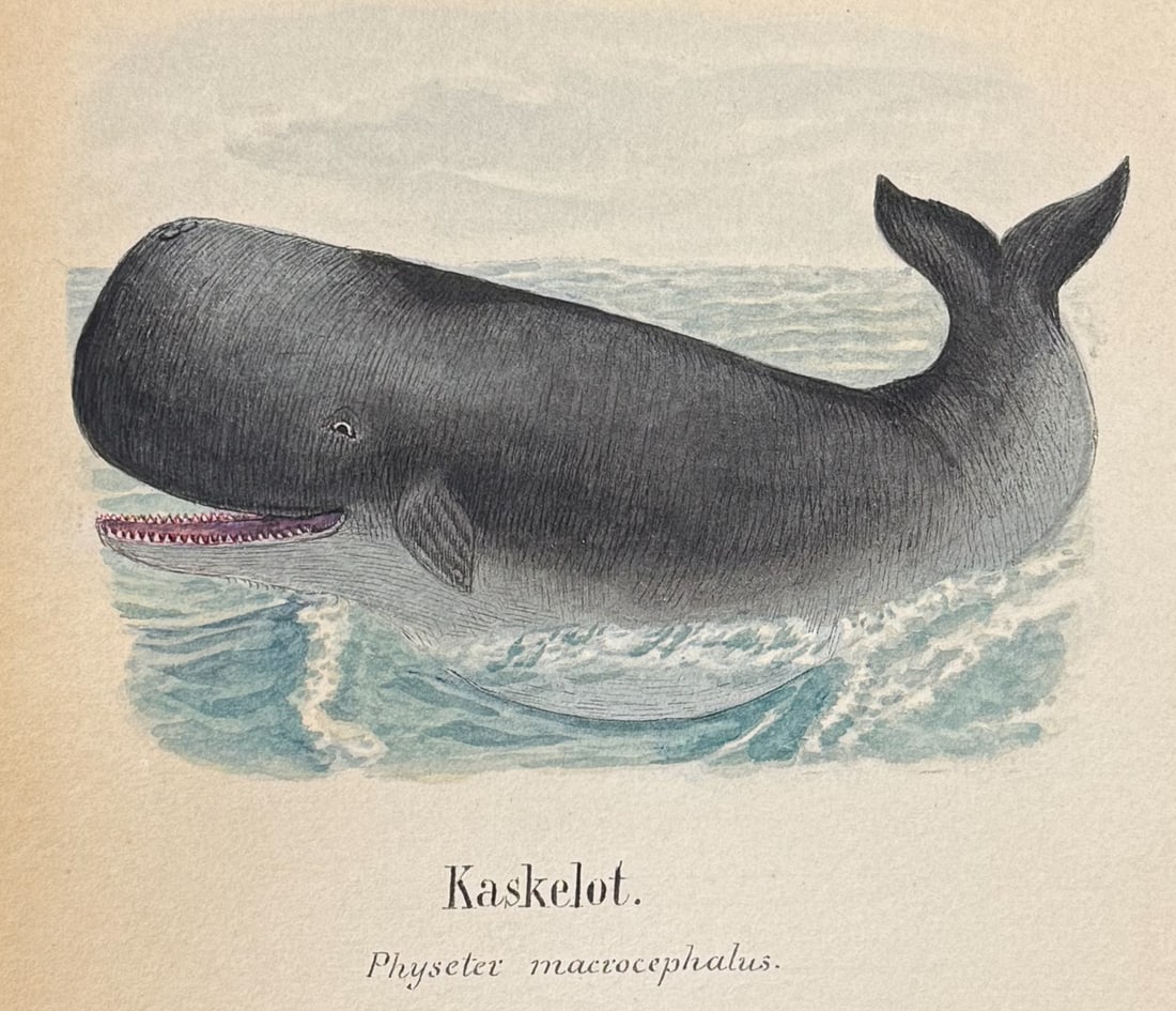 Original Watercolor of Sperm Whale: This lovely original watercolor was done in Denmark between 1890 and 1893. The manuscript was authored and illustrated by by J. P. Nyborg. The watercolors were originally bound with hand-written title