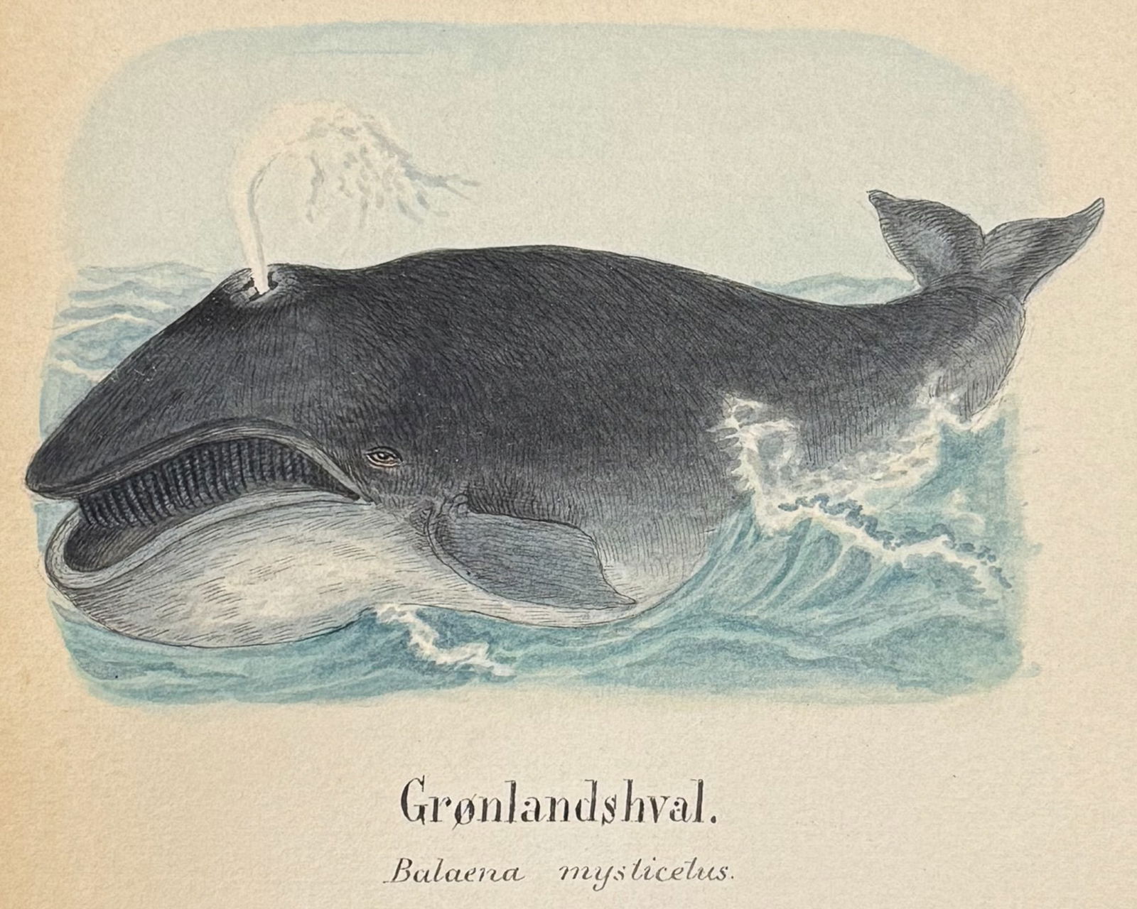 Original Watercolor of Bowhead Whale: This lovely original watercolor was done in Denmark between 1890 and 1893. The manuscript was authored and illustrated by by J. P. Nyborg. The watercolors were originally bound with hand-written title