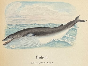 Original Watercolor of Fin Whale